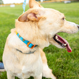 Bright blue dog collar with yellow plastic construction and clasp, with one orange buckle. There is a full color Oberon sun pattern repeated for the design on the collar.