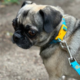 Bright blue dog collar with yellow plastic construction and clasp, with one orange buckle. There is a full color Oberon sun pattern repeated for the design on the collar.