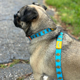 Bright blue dog collar with yellow plastic construction and clasp, with one orange buckle. There is a full color Oberon sun pattern repeated for the design on the collar.