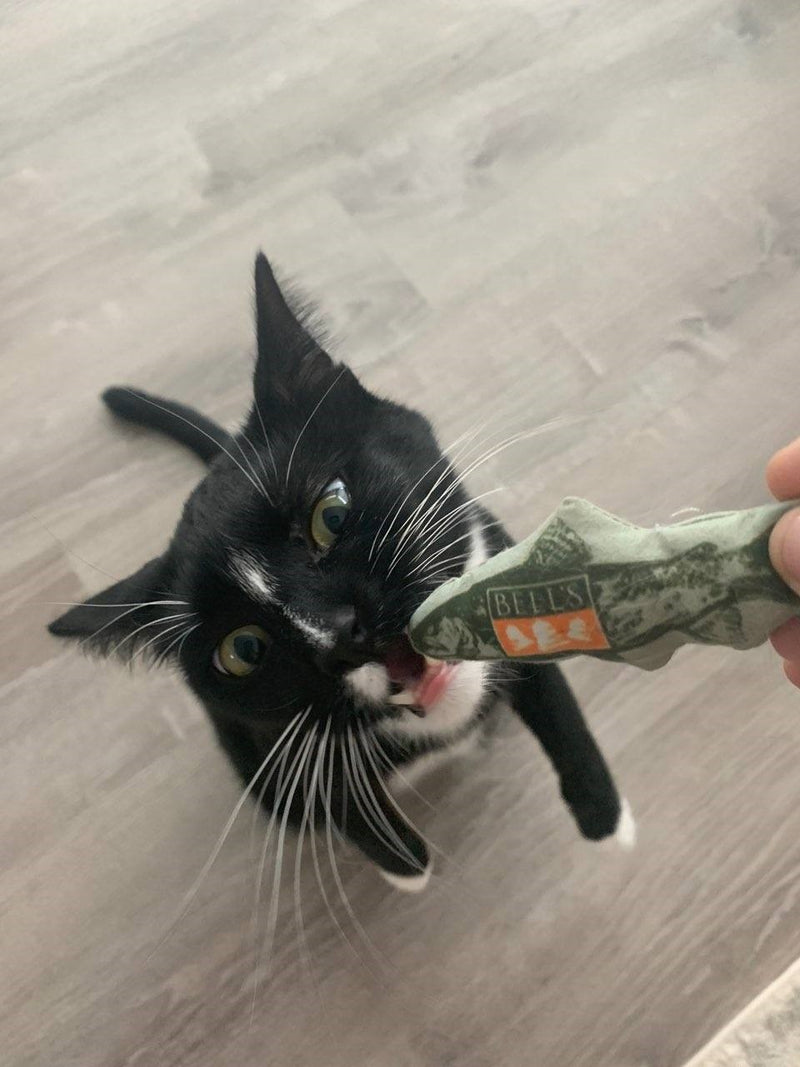 Black and white cat attempting to bite Green Two Hearted Fish-shaped cat toy with "Two Hearted IPA" in orange