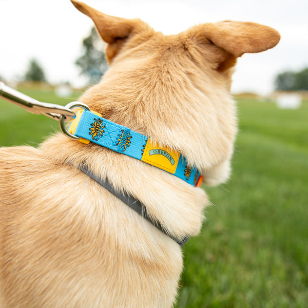 Bright blue dog collar with yellow plastic construction and clasp, with one orange buckle. There is a full color Oberon sun pattern repeated for the design on the collar.