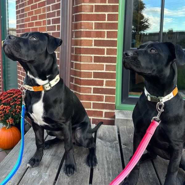 dog wearing off white collar green Two Hearted fish pattern, green buckle and orange Two Hearted label